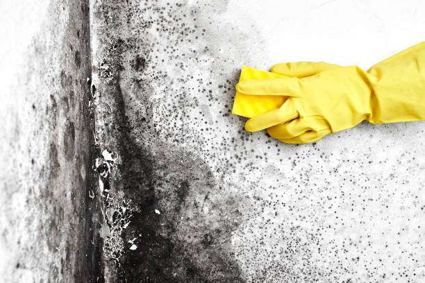 Best Kitchen Mold Remediation in Scanlon, MN