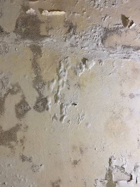 Best Industrial Mold Remediation in Scanlon, MN