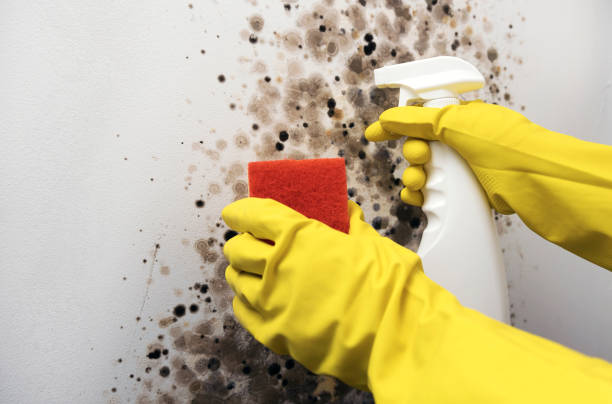 Reliable Scanlon, MN Mold Remediation Solutions