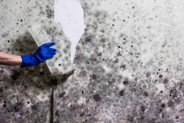 Best Post-Flood Mold Remediation in Scanlon, MN